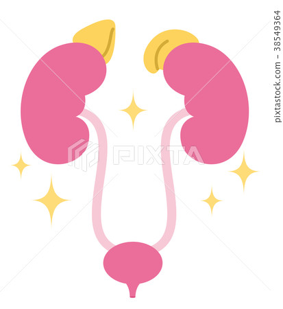 腎腎上腺膀胱 38549364