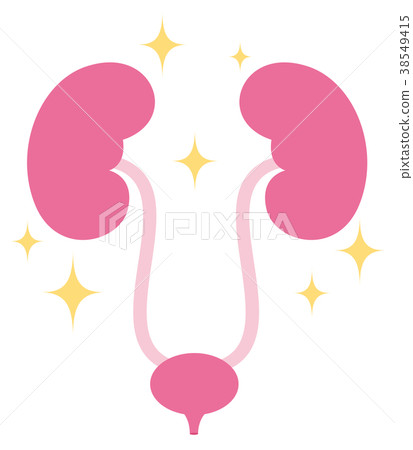 健康的腎臟 38549415