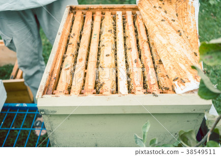 Beekeeper checking his bees 38549511