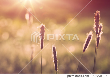 spring background with grass on meadow 38550103