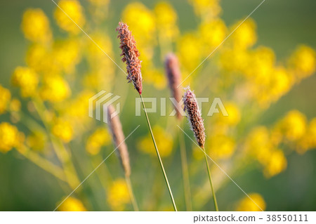 spring background with grass on meadow 38550111