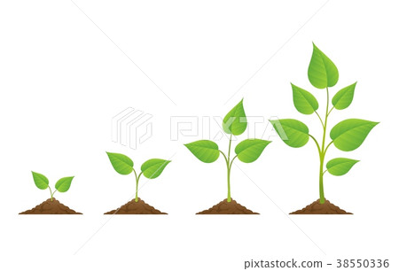 Plants growing icons isolated on white Plants growing icons isolated on white 38550336