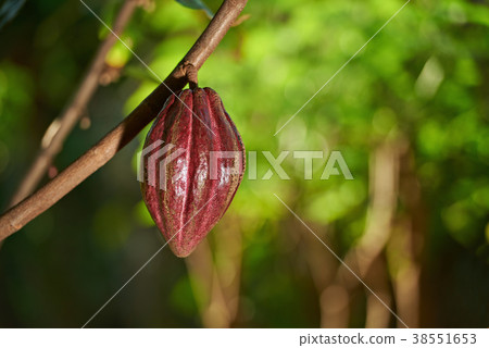 Raw cocoa fruit on tree Raw cocoa fruit on tree 38551653