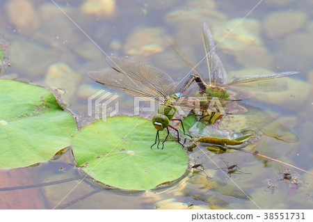 杜松子酒（產卵） 38551731