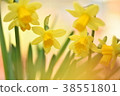 水仙 38551801
