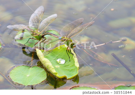 Ginyanma（產卵期間的行為） 38551844