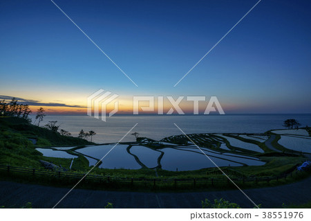 White rice senmaida and dusk 38551976
