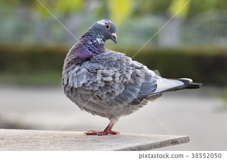 homing pigeon bird preening feather in green park 38552050