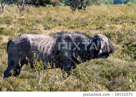 African buffalo or Syncerus caffer in savannah African buffalo or Syncerus caffer in savannah 38552075