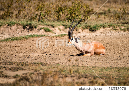 Grant's gazelle or Nanger Granti rests on ground Grant's gazelle or Nanger Granti rests on ground 38552076