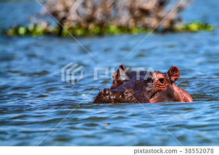 Close hippo or Hippopotamus amphibius in water Close hippo or Hippopotamus amphibius in water 38552078