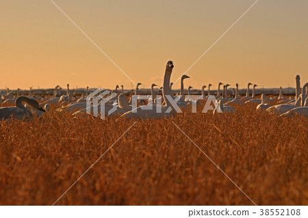 Swan of chiba prefecture 38552108