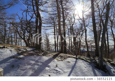 A forested area photographed on the mountain trail of Nikko Shirane in winter (Nikko City, Tochigi Prefecture, January 7, 2018) A forested area photographed on the mountain trail of Nikko Shirane in winter (Nikko City, Tochigi Prefecture, January 7, 2018) 38552115