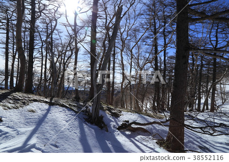 A forested area photographed on the mountain trail of Nikko Shirane in winter (Nikko City, Tochigi Prefecture, January 7, 2018) A forested area photographed on the mountain trail of Nikko Shirane in winter (Nikko City, Tochigi Prefecture, January 7, 2018) 38552116