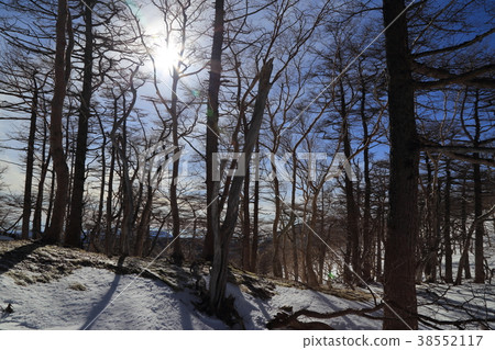 A forested area photographed on the mountain trail of Nikko Shirane in winter (Nikko City, Tochigi Prefecture, January 7, 2018) A forested area photographed on the mountain trail of Nikko Shirane in winter (Nikko City, Tochigi Prefecture, January 7, 2018) 38552117