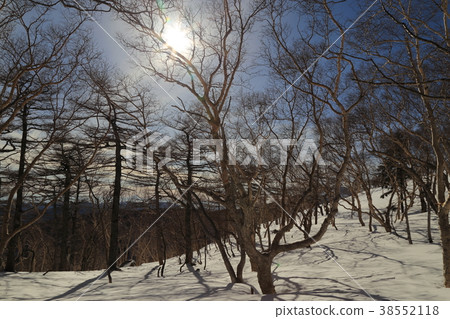 在冬天(日本栃木縣日光市,2018年1月7日)在日光植物的山路上拍攝的森林地區 在冬天(日本栃木縣日光市,2018年1月7日)在日光植物的山路上拍攝的森林地區 38552118