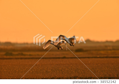 Swan of chiba prefecture Swan of chiba prefecture 38552142