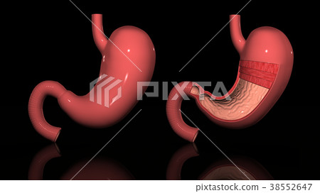胃解剖圖 38552647