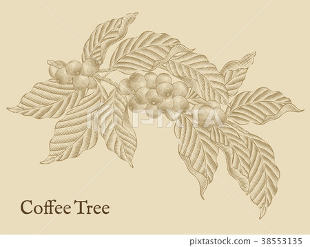 Coffee tree elements Coffee tree elements 38553135