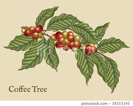 Coffee tree elements 38553145