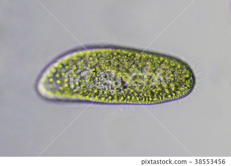 綠鬍子草履蟲 38553456