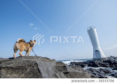 Affosaki Lighthouse and Shiba Inu in Kanagawa Prefectural Jogashima Park 38553706