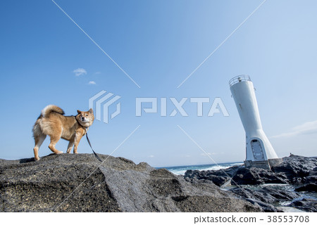 Affosaki Lighthouse and Shiba Inu in Kanagawa Prefectural Jogashima Park 38553708