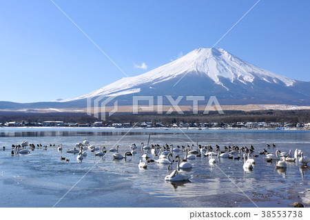 Swans and Mt. Fuji of Yamanakako Swans and Mt. Fuji of Yamanakako 38553738