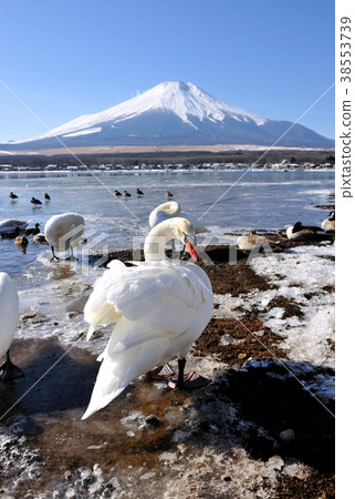天山和山中湖的富士山 38553739