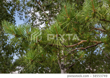 Green immature lumps on pine branch 38553749