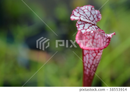 瓶子草 瓶子草 38553914