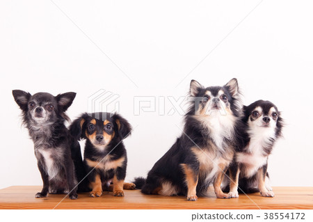 Dog chiwax chihuahua Dog chiwax chihuahua 38554172