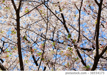 Cherry tree Cherry tree 38554173