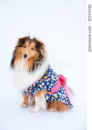 狗設得蘭群島牧羊犬 38554306