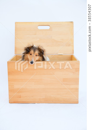 Dog shetland sheepdog 38554307