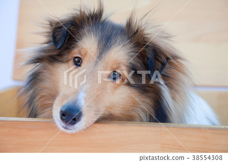 狗設得蘭群島牧羊犬 38554308