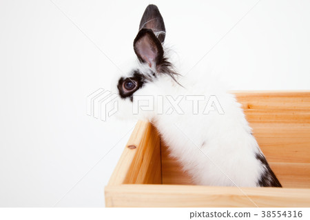 一隻兔子 一隻兔子 38554316