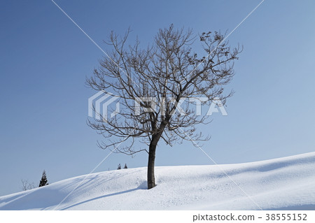 Snowy field tree 38555152