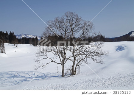 Snowy field tree 38555153