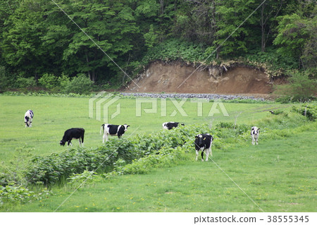 Grazing _ Kobe Town Grazing _ Kobe Town 38555345