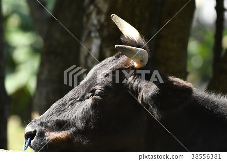 Ishigaki beef cattle Kuroge Wagyu beef Japanese beef beef Ishigaki Kuroshima Okinawa Yaeyama stock raising Livestock breeding Yaeyama islands Yaeyama Islands 38556381