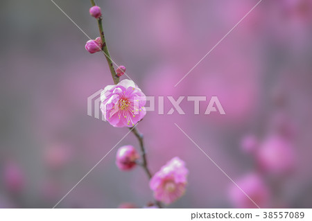 Kobai Kobai 38557089