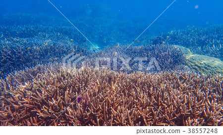 Beautiful coral reef and tropical fish underwater 38557248
