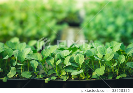 Vegetable garden vegetable in the greenhouse Lettu Vegetable garden vegetable in the greenhouse Lettu 38558325