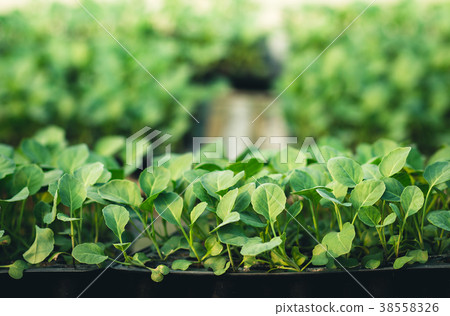 Vegetable garden vegetable in the greenhouse Lettu Vegetable garden vegetable in the greenhouse Lettu 38558326