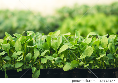 Vegetable garden vegetable in the greenhouse Lettu Vegetable garden vegetable in the greenhouse Lettu 38558327