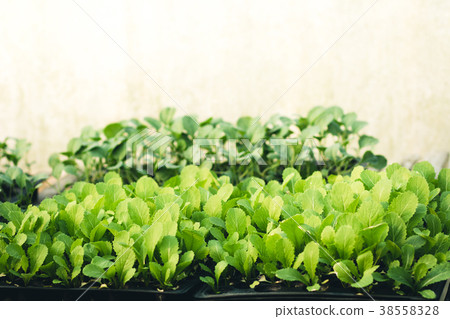 Vegetable garden vegetable in the greenhouse Lettu Vegetable garden vegetable in the greenhouse Lettu 38558328
