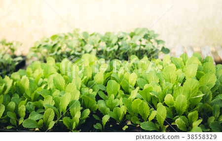 Vegetable garden vegetable in the greenhouse Lettu Vegetable garden vegetable in the greenhouse Lettu 38558329