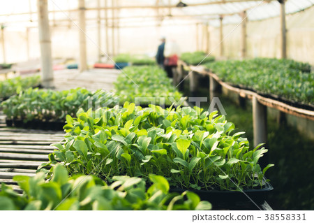 Vegetable garden vegetable in the greenhouse Lettu Vegetable garden vegetable in the greenhouse Lettu 38558331
