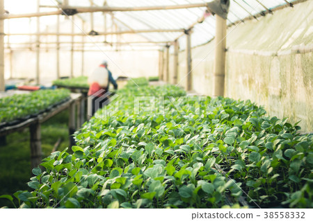 Vegetable garden vegetable in the greenhouse Lettu Vegetable garden vegetable in the greenhouse Lettu 38558332